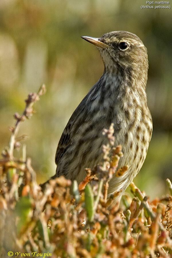 Eurasian Rock Pipit