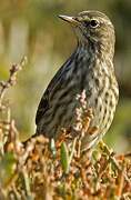 Eurasian Rock Pipit