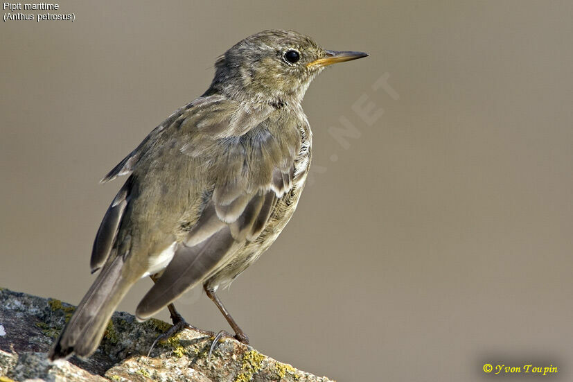 European Rock Pipit