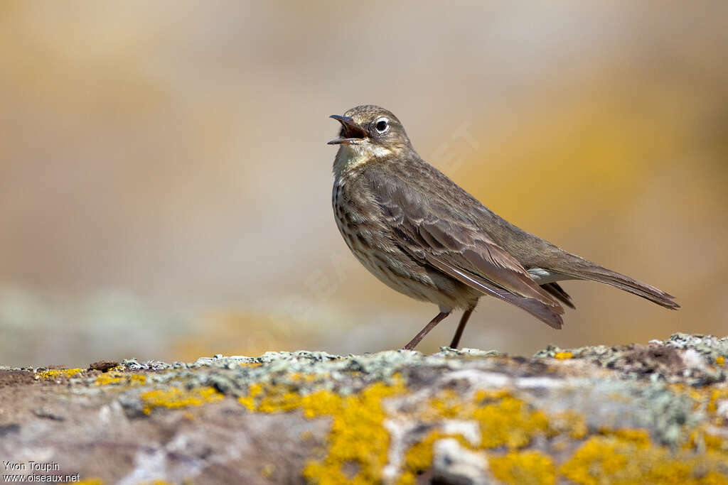 Eurasian Rock Pipitadult breeding, song