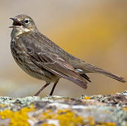 European Rock Pipit