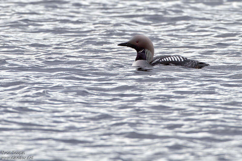 Plongeon arctiqueadulte nuptial, identification