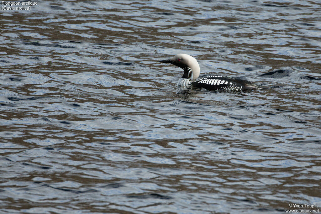 Plongeon arctique