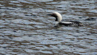 Plongeon arctique