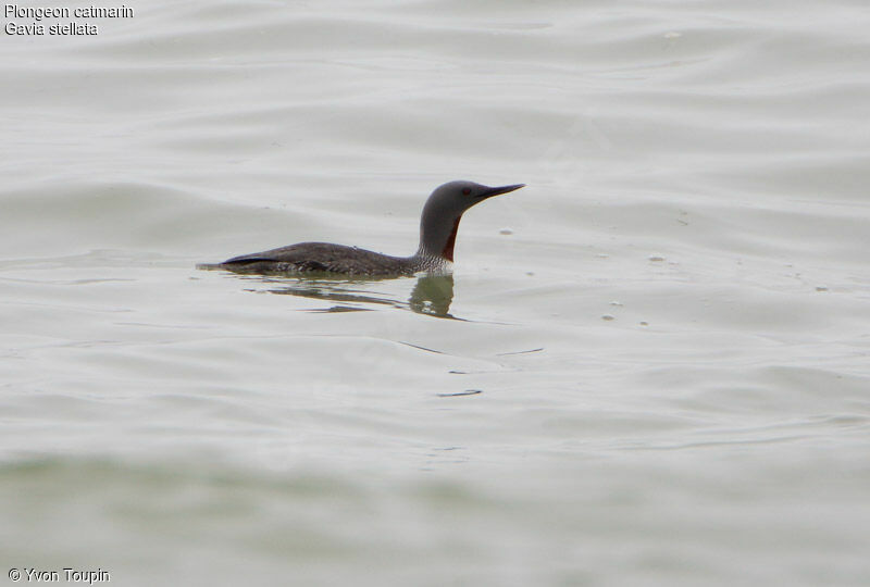 Red-throated Loon male adult breeding