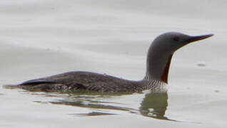 Red-throated Loon