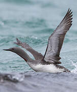 Red-throated Loon