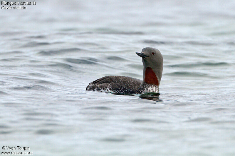 Plongeon catmarin, identification