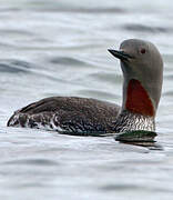 Red-throated Loon