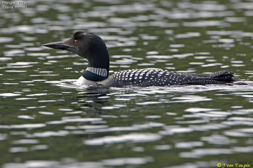 Common Loon