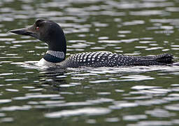 Common Loon