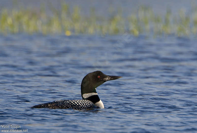 Common Loonadult, identification