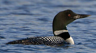 Common Loon