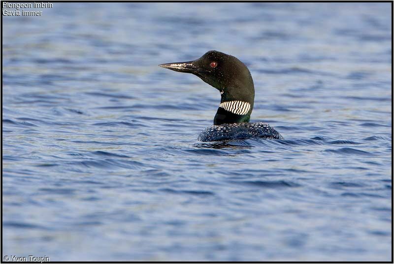 Common Loon, identification