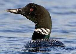 Common Loon