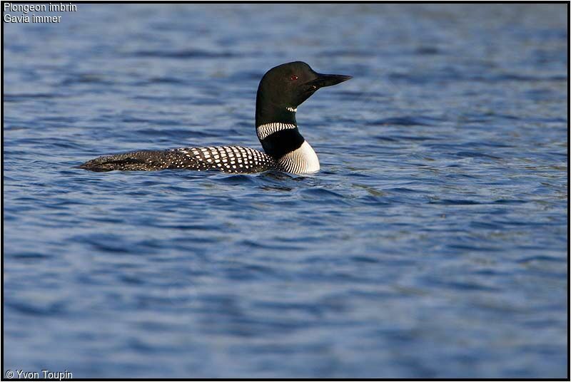 Plongeon imbrin, identification