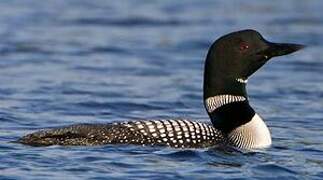 Common Loon