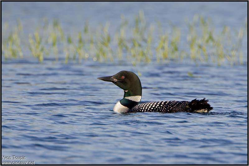 Plongeon imbrinadulte nuptial, identification