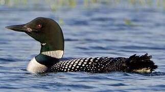 Common Loon