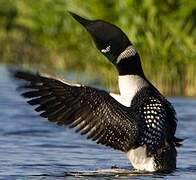 Common Loon