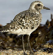 Grey Plover