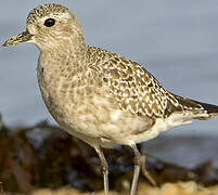 Grey Plover