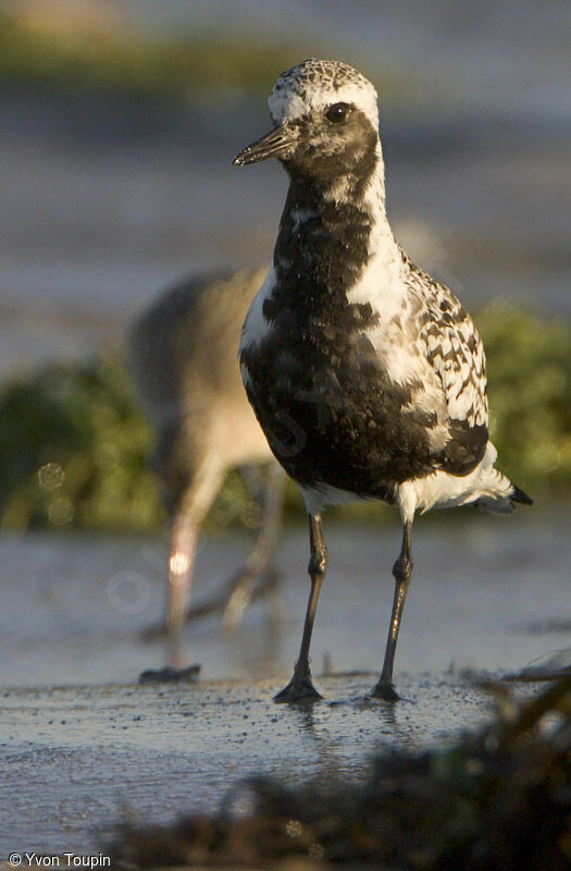 Pluvier argenté mâle, identification