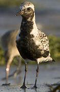 Grey Plover