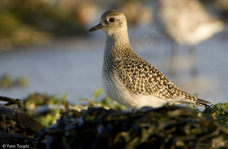 Pluvier doré, identification