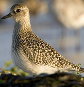 European Golden Plover