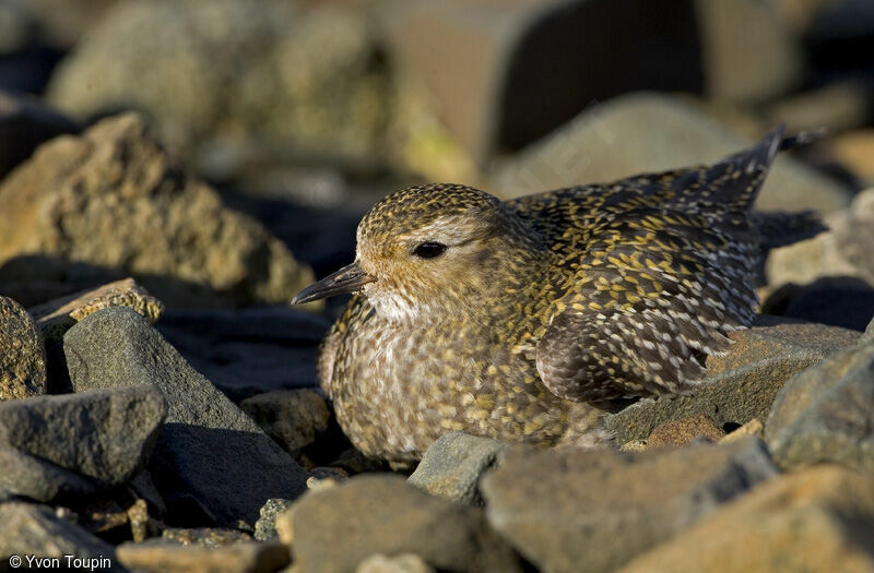 European Golden Plover