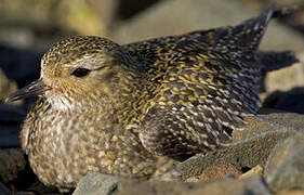 European Golden Plover