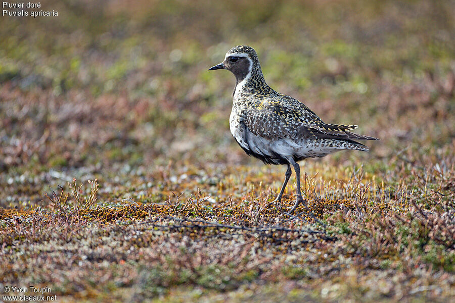 European Golden Plover, identification