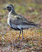 European Golden Plover