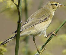 Willow Warbler