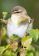 Willow Warbler