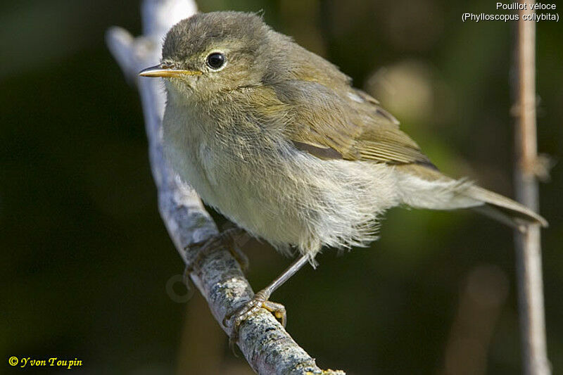 Common Chiffchaff