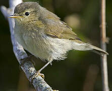 Common Chiffchaff