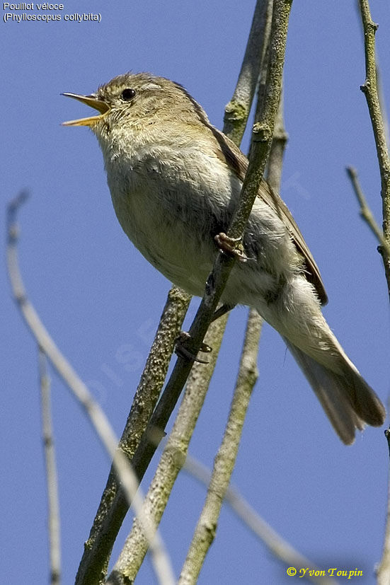 Pouillot véloce mâle, chant