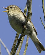 Common Chiffchaff