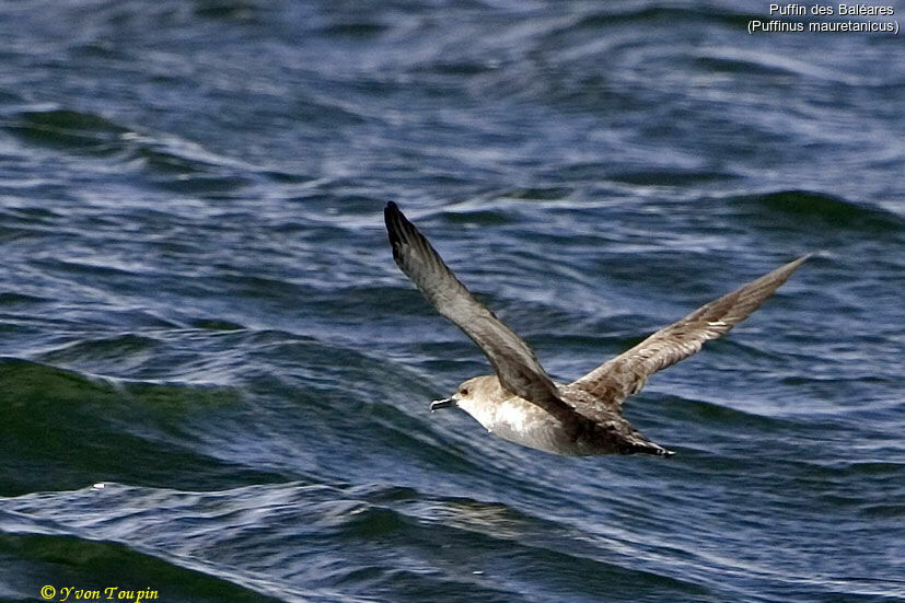 Puffin des Baléares, Vol