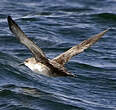 Puffin des Baléares