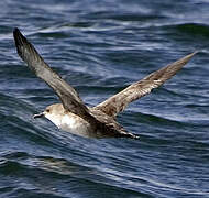 Balearic Shearwater