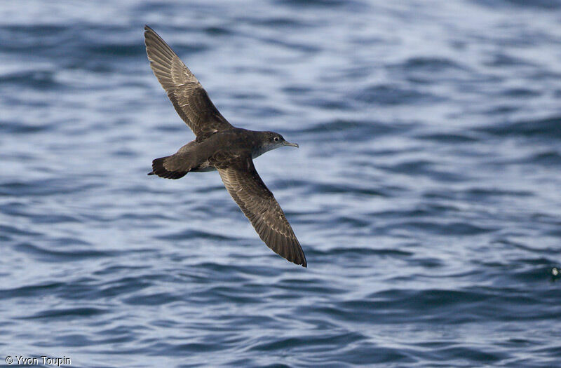 Puffin des Baléares, Vol