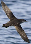 Balearic Shearwater