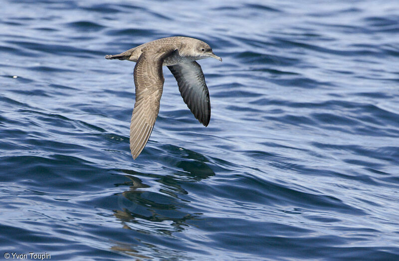 Balearic Shearwater, Flight