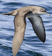 Balearic Shearwater