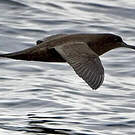 Puffin fuligineux