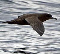 Sooty Shearwater