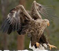 White-tailed Eagle